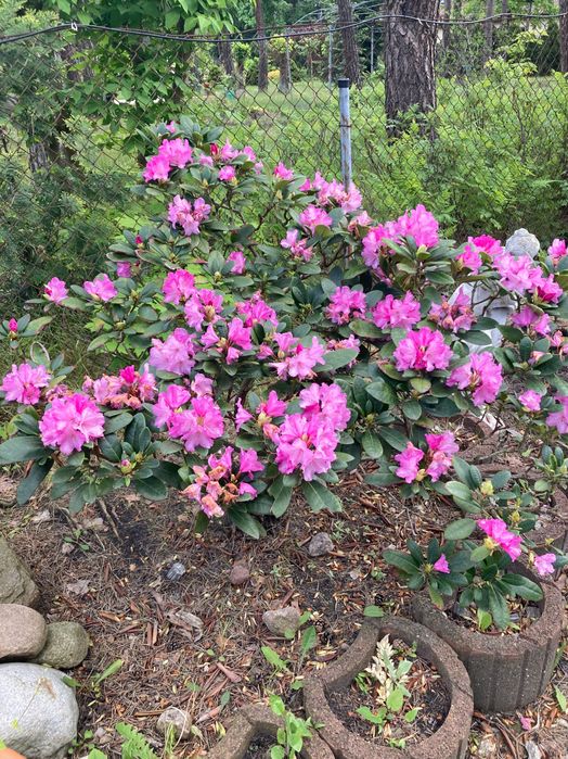 Rododendron 20-letni