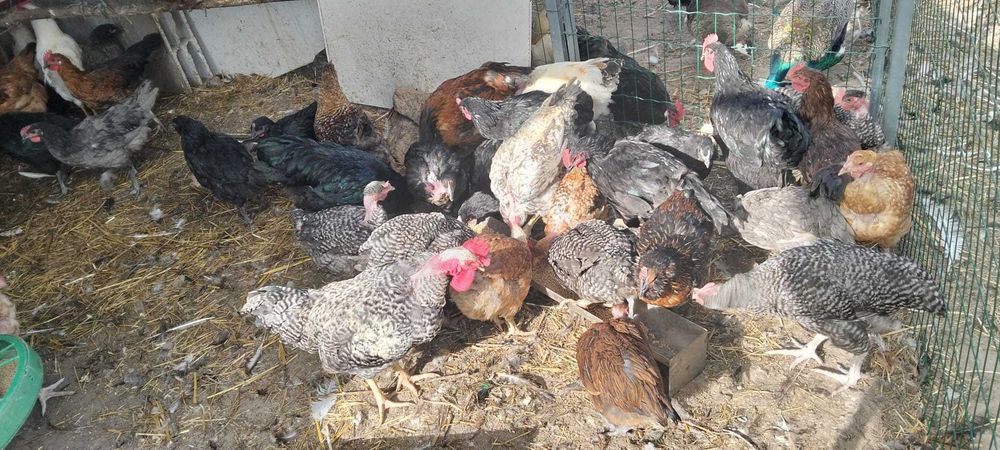 Frangos e galos de várias cores e tamanhos