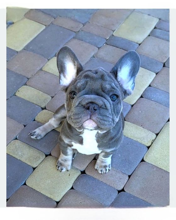 VIP Экзотик БигРоп  Lilac tan!