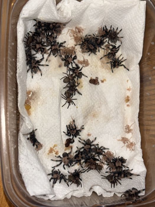 Psalmopoeus irminia L1