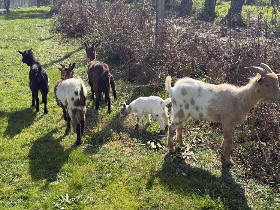 Rebanho de 7 cabras anas