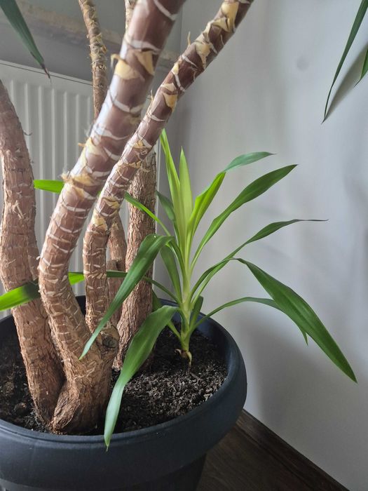 Juka, dorodna zdrowa palma Juka, Jukka, Yucca 2,7m, 6 pędów + 1 młody
