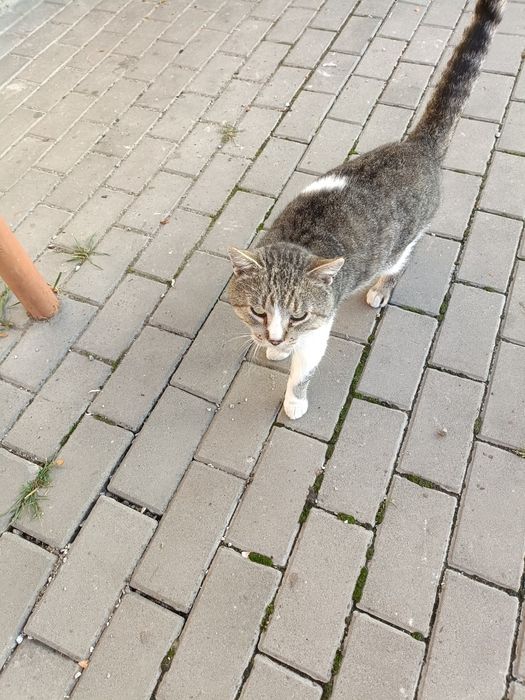 Котик шукає люблячу сім'ю