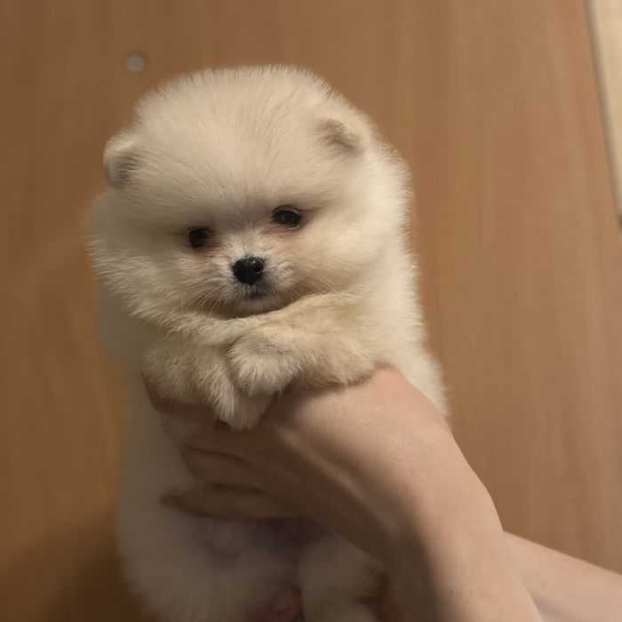 дівчина тип ведмедика шоу классу