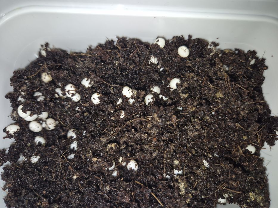 Равлики Ахатина 3 шт великі