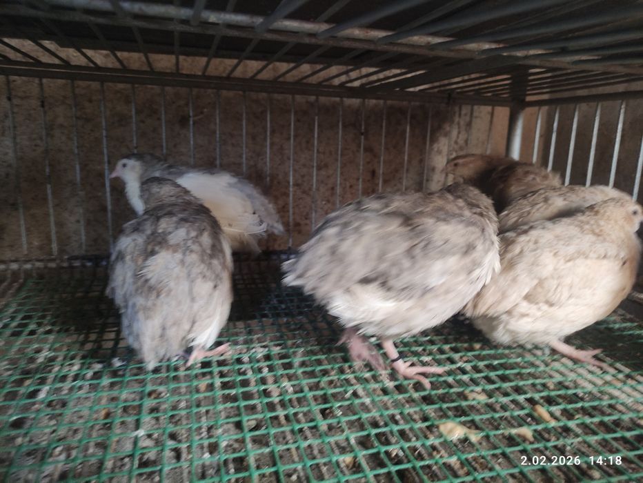 Jajka lęgowe przepiórcze japońska