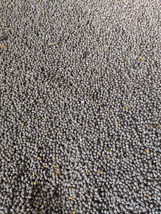 Łubin gorzki tegoroczny, młynkowany