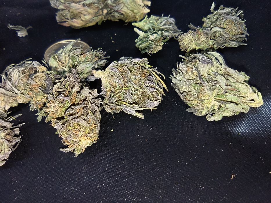 Legalny susz CBD 12.21% NATURALNY  50g