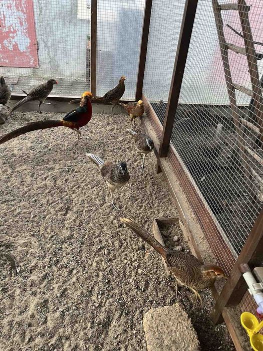 Фазани Золоті і Алмазні