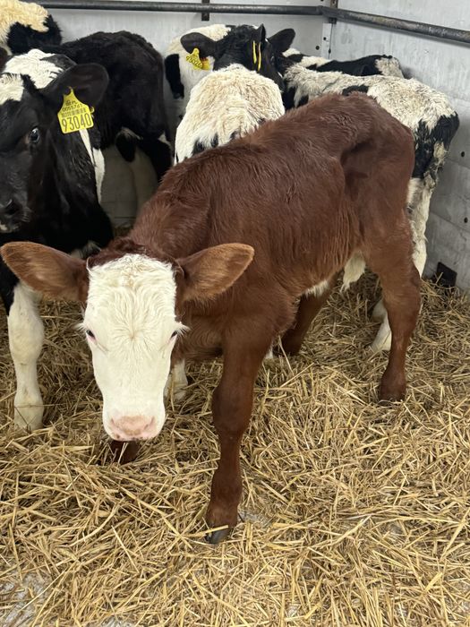 Skup cieląt byczki jałówki Bydlo