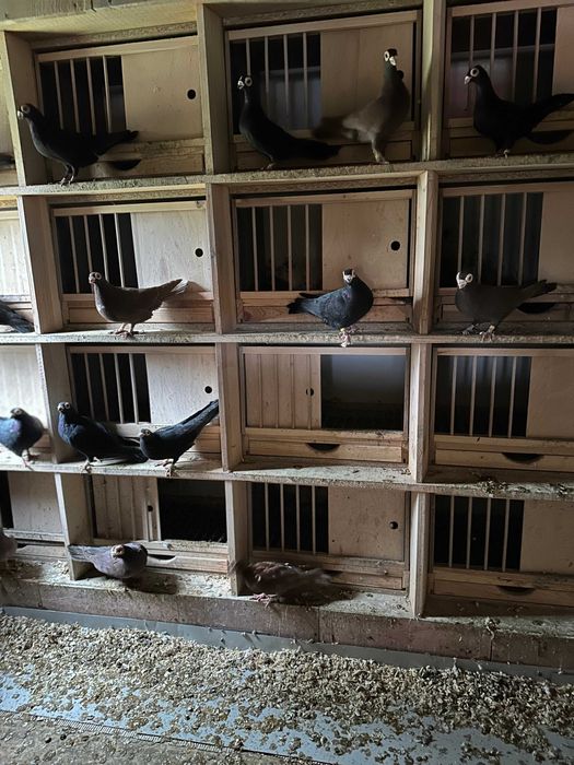 Sprzedam gołębie Brodawczak podkarpacki