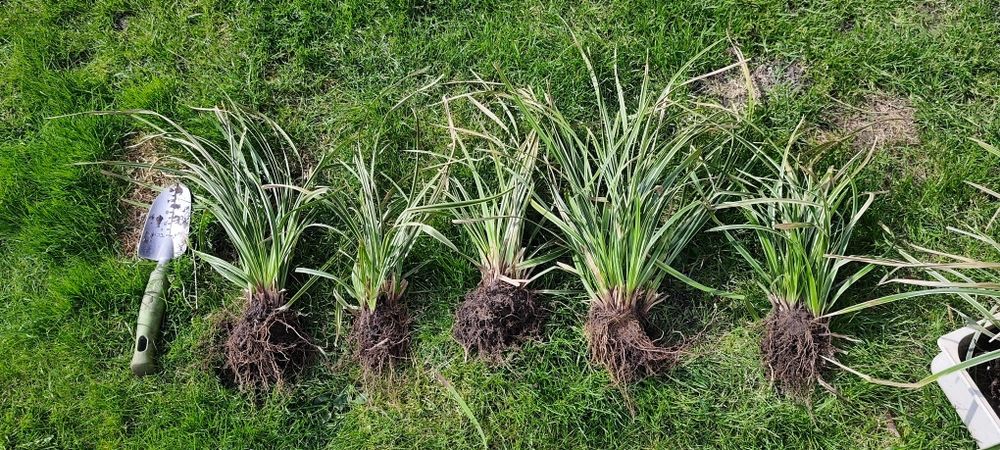 Turzyca ice dance paskowana