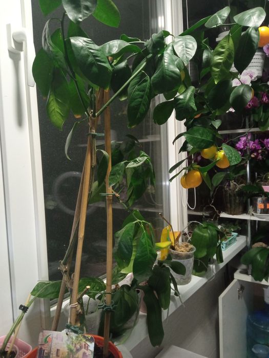 Кімната рослина Калемондин