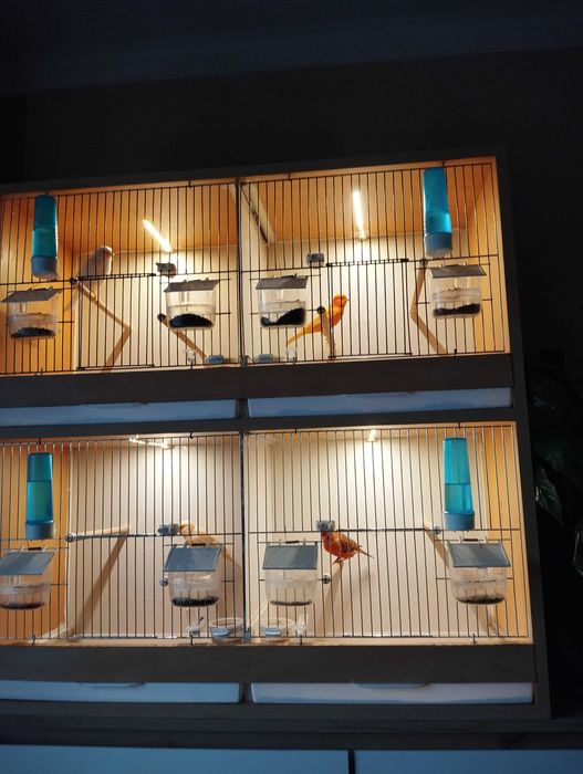 Regał z kanarkami ( całość do sprzedania)