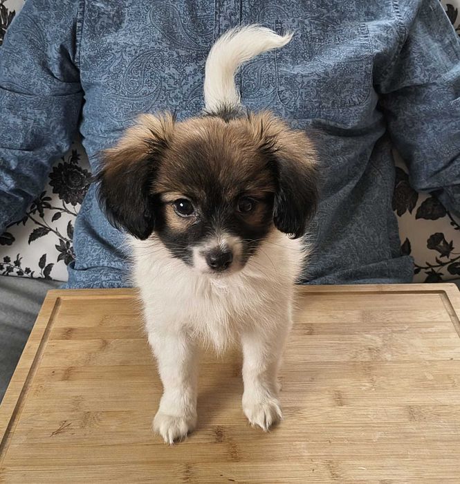 szczeniak PHALENE, piękny sobolowy piesek (nie papillon) ZKwP / FCI