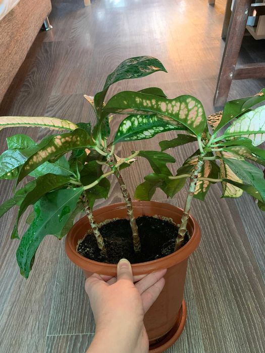 Кротон Вилма взрослый, домашний