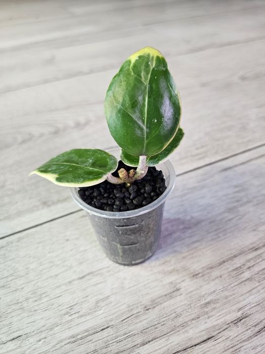 Hoya Anjuk Ladang albomarginata