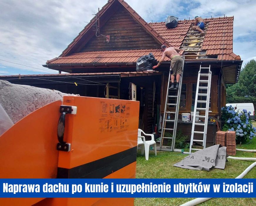 Kuna na poddaszu pastuch i naprawa dachu pomoc ubezpieczenie Katowice