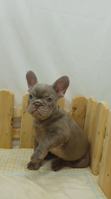 Продажа французского бульдога