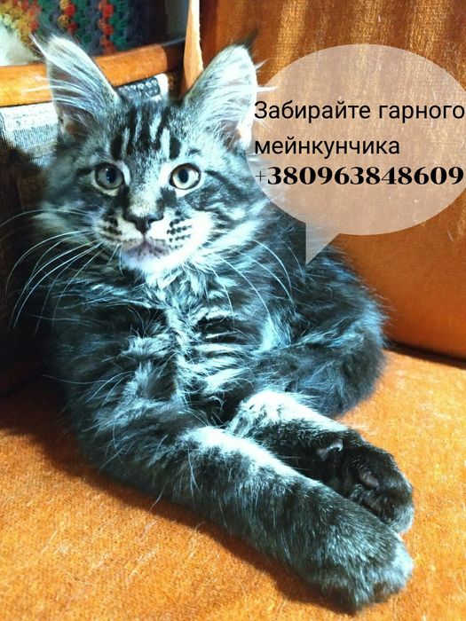 Кошенята Мейн-Кунчики...4 -хлопця. Вік - 3 місяці.