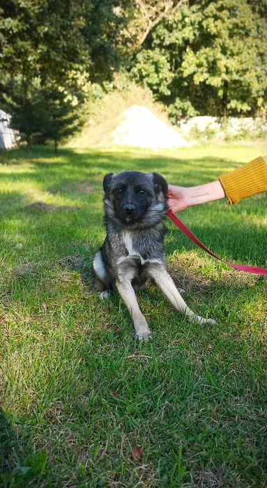 Gizmo szuka domu schroniskko Zgierz -aktualne