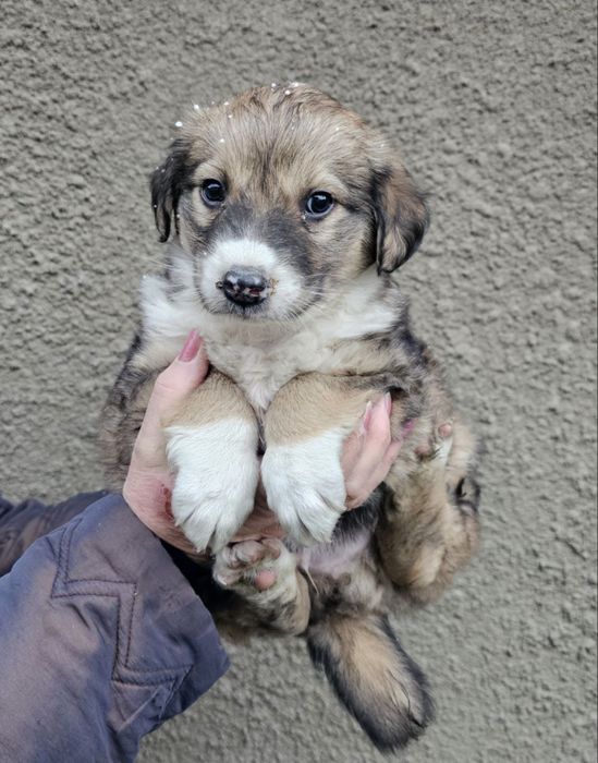 Цуценятко хлопчик в добрі руки