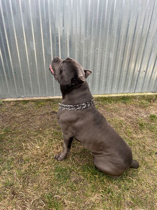 Злучка, кане-корсо кобель  шукає пару.