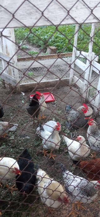 Півні  несуча порода