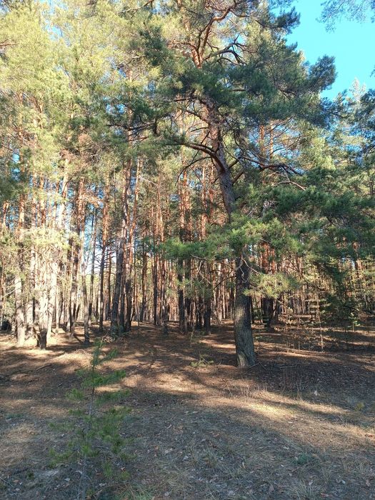 СРОЧНО! Продам участок Ольховатка