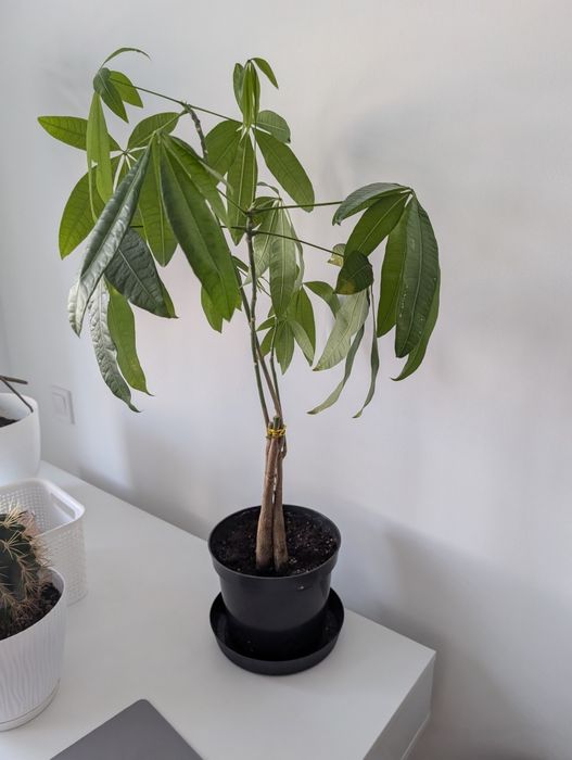 Продам пахиру с горшком