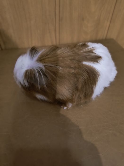 Морская свинка Коронет.