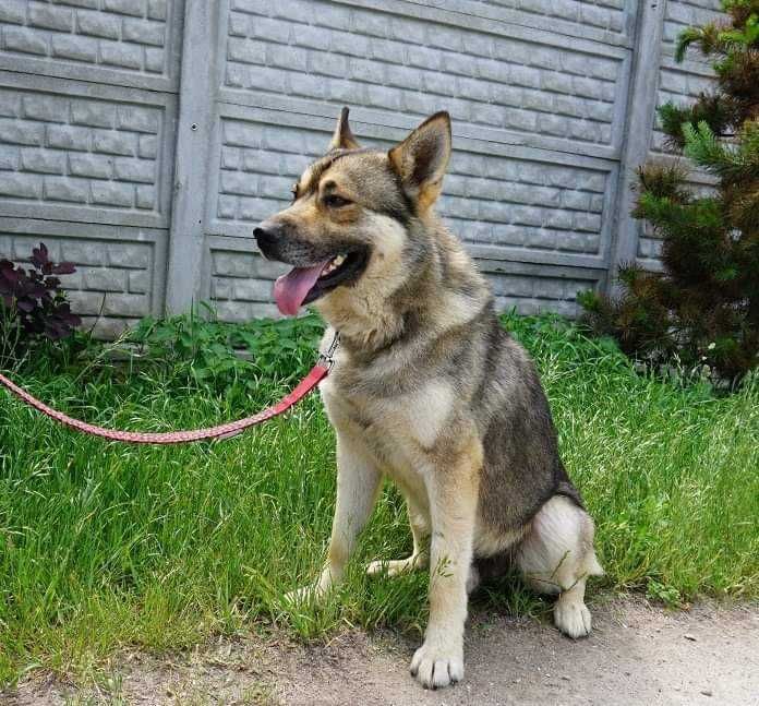Przytulasek szuka domu