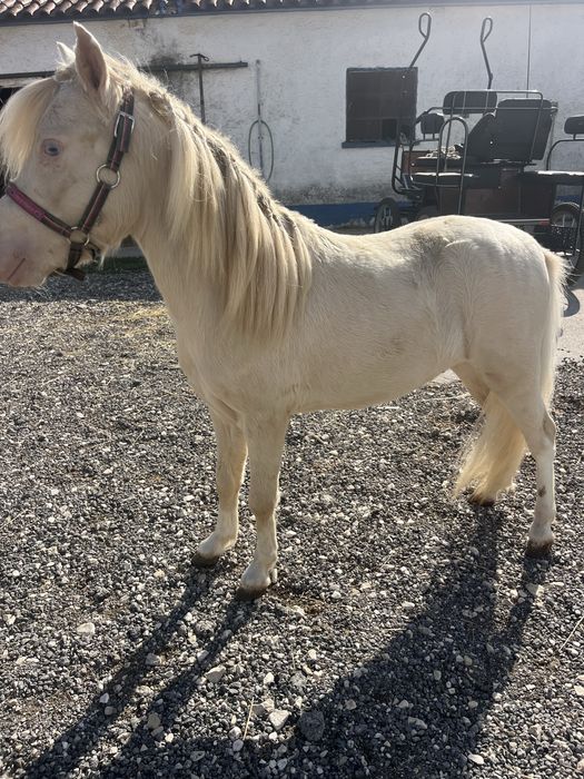 Ponei mini cavalinho fallabela