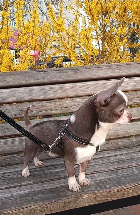 Кобелі чіхуахуа ліловий та шоколад. В'язка