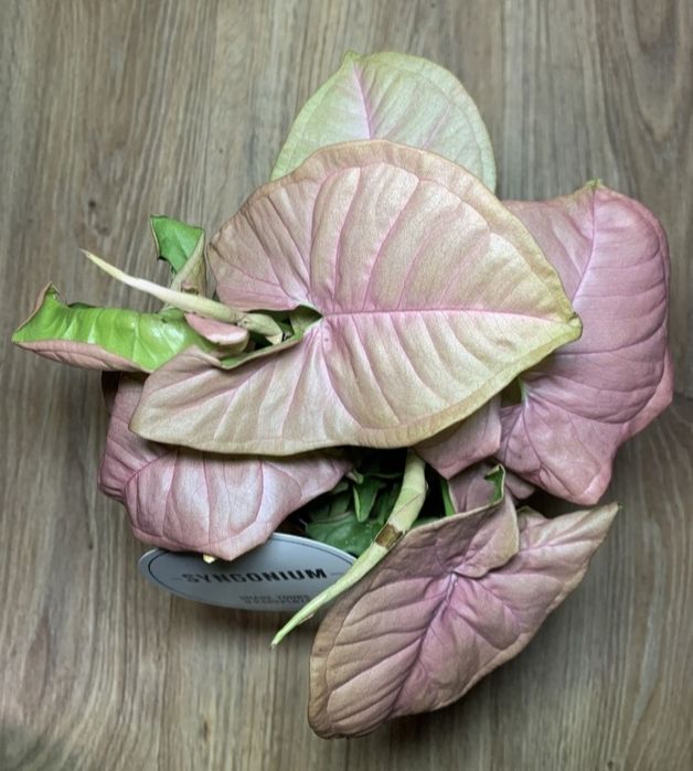 Сингониум Неон Пинк