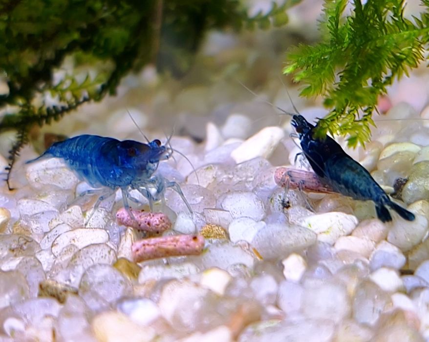 Krewetka/ krewetki neocaridina - GRATISY blue velvet