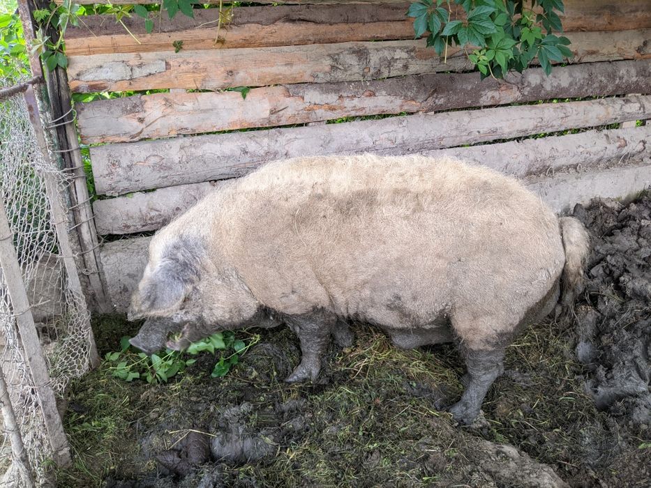 Венгерської мангалиця