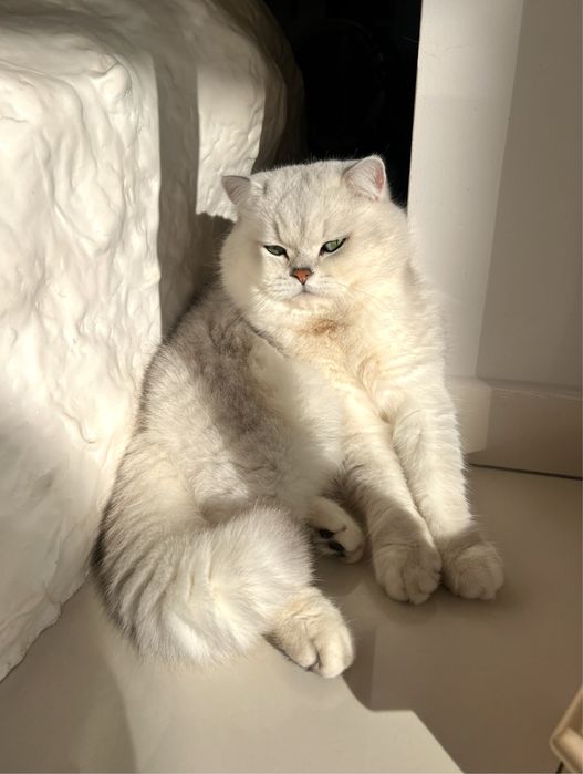 Британська шиншила вязка