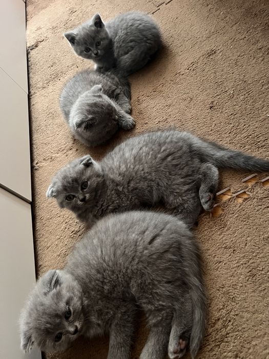 Шотландські кошенята
