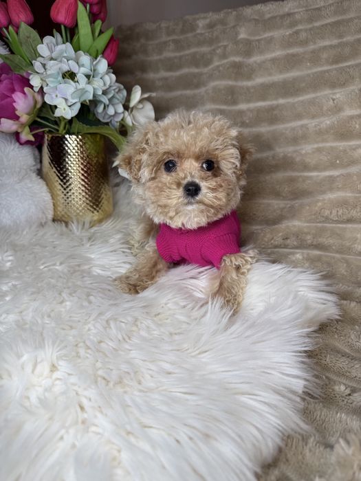 Найкрасивіші мальтипу