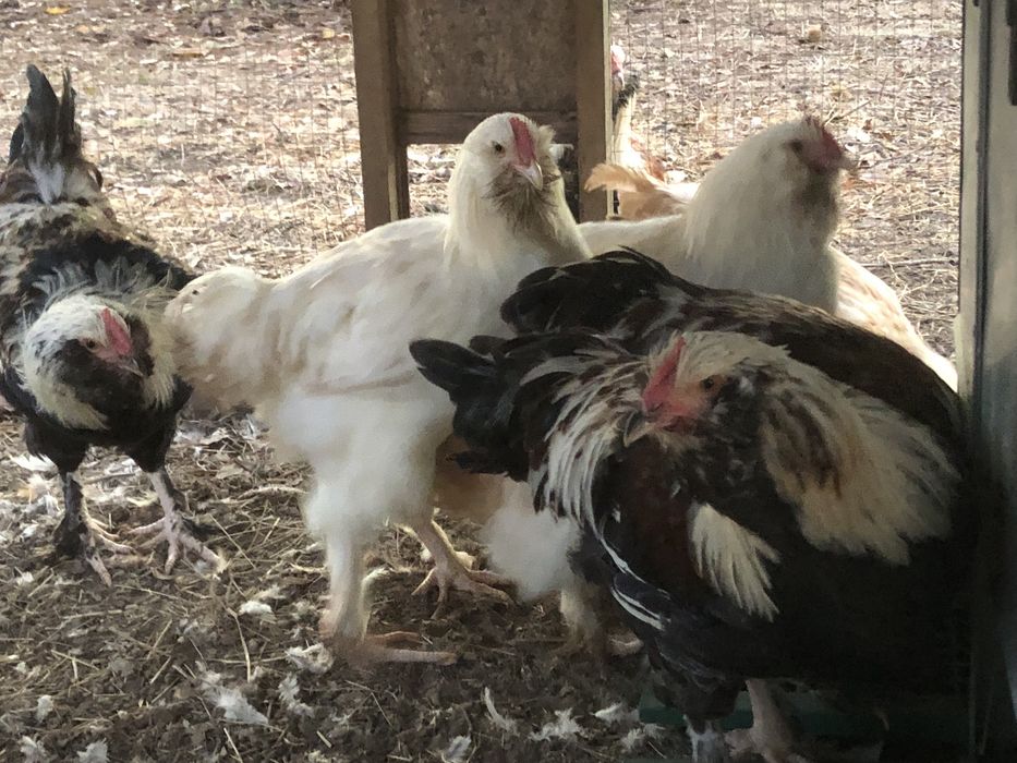Galos Faverolles Branco e Salmão