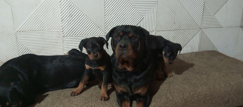 СУпер щенки ротвейлера