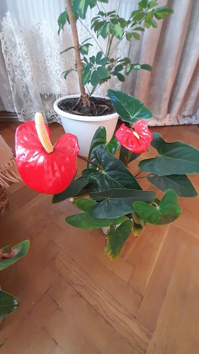 Антуріум (чоловіче щастя) на подарунок