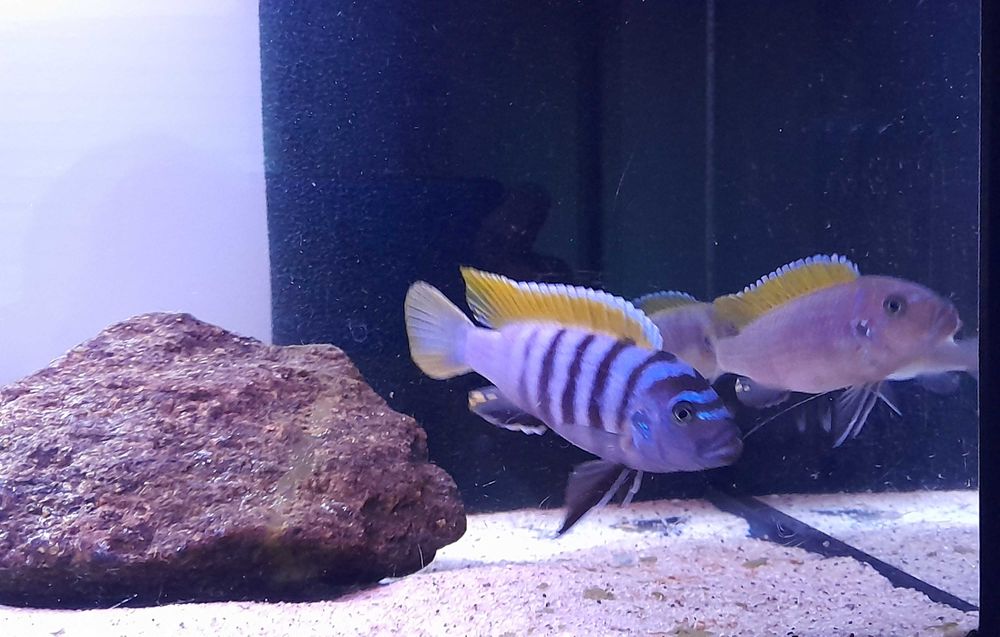 Pyszczaki Cynotilapia Zebroides Jalo Reef