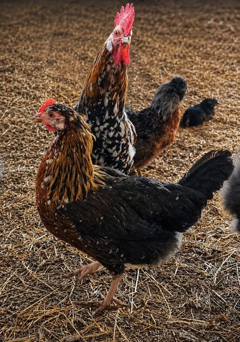 *** Leghorn Tricolor ***