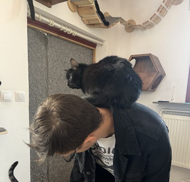 Niezwykle przyjacielski kot Lotnik szuka domku na zawsze!