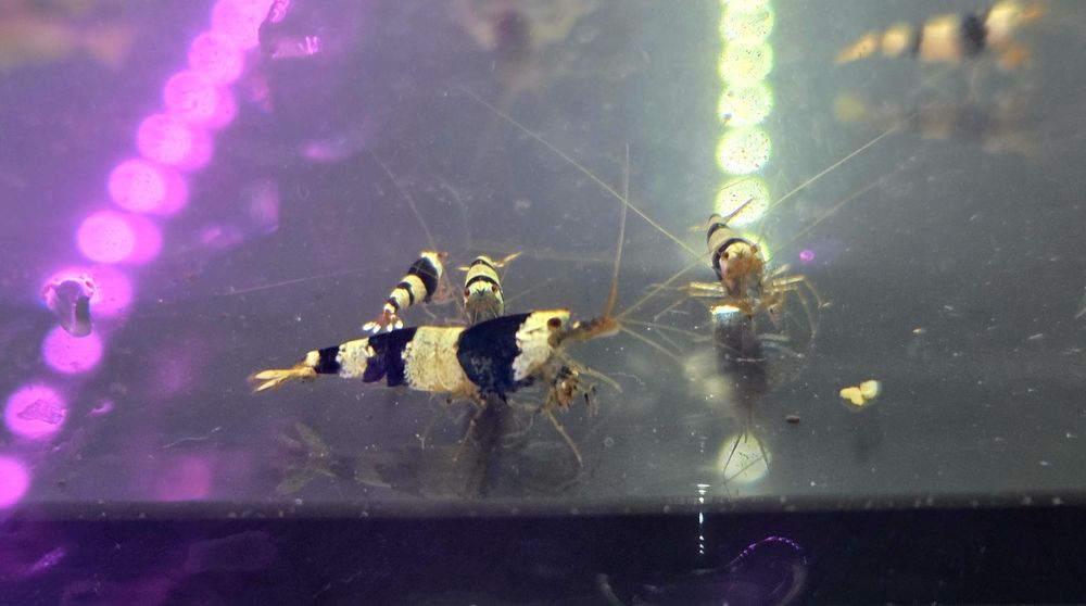 Krewetka caridina crystal black
