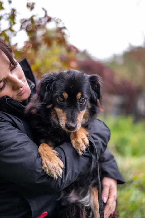 Śliczny Norbi czeka na dom przed zimą!