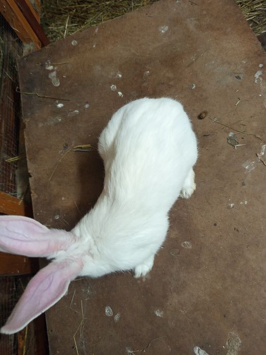 Termondzki biały samiczki