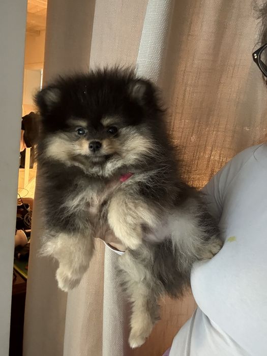 Leoś szpic minaturowy